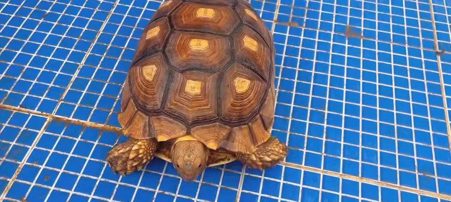 如何选择适合养殖的陆龟品种｜实用指南(图1)