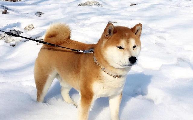 苏州禁养秋田犬原因及影响|城市养宠新规全攻略(图3) 苏州禁养秋田犬原因及影响|城市养宠新规全攻略(图3)