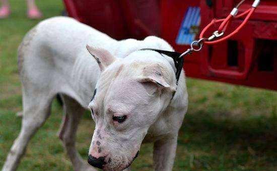 苏州禁养秋田犬原因及影响｜城市养宠新规全攻略