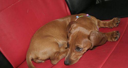 狗民网价格便宜的秘密｜宠物服务省钱攻略(图2)