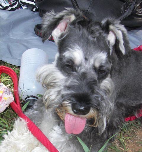 狗民网价格便宜的秘密｜宠物服务省钱攻略