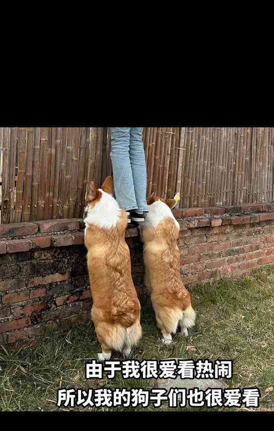 迷人柯基犬全攻略｜可爱与智慧并存的伴侣犬(图1)