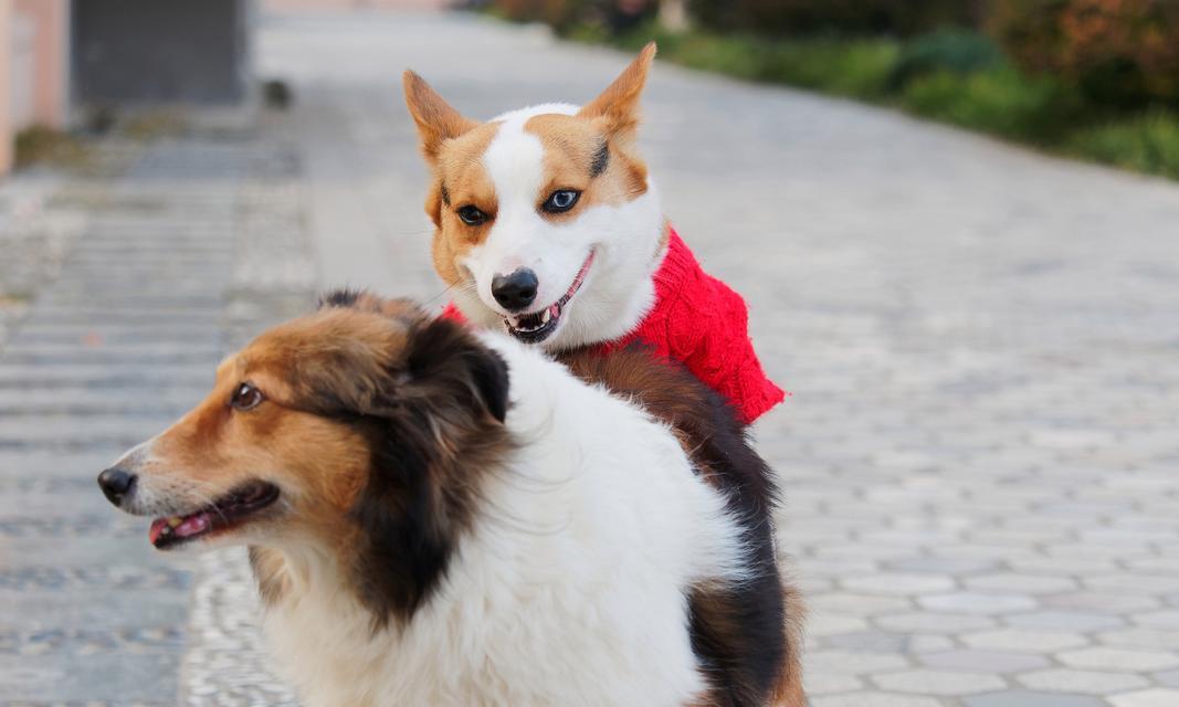 迷人柯基犬全攻略｜可爱与智慧并存的伴侣犬(图3)