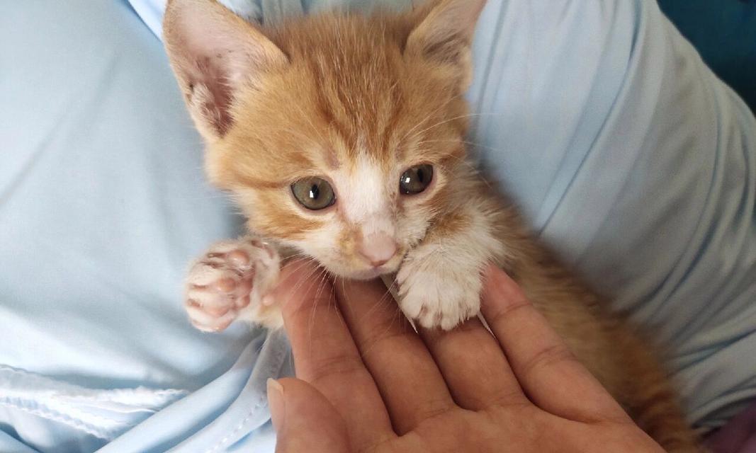 猫的驱虫时机与注意事项|宠物健康养护全攻略(图2) 猫的驱虫时机与注意事项|宠物健康养护全攻略(图2)