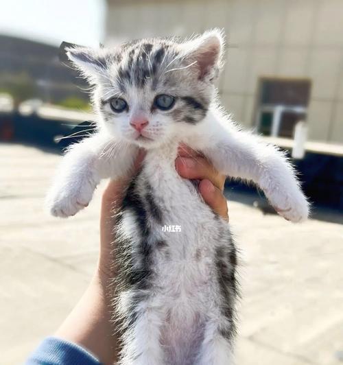 一个月猫咪成长全攻略|从幼猫到成猫的适应能力演变(图2) 一个月猫咪成长全攻略|从幼猫到成猫的适应能力演变(图2)