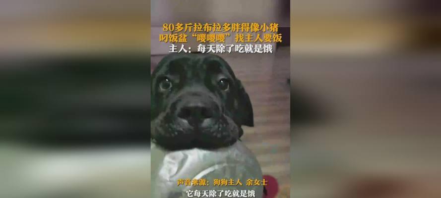 成年拉布拉多饮食指南｜科学喂养健康均衡营养(图2)