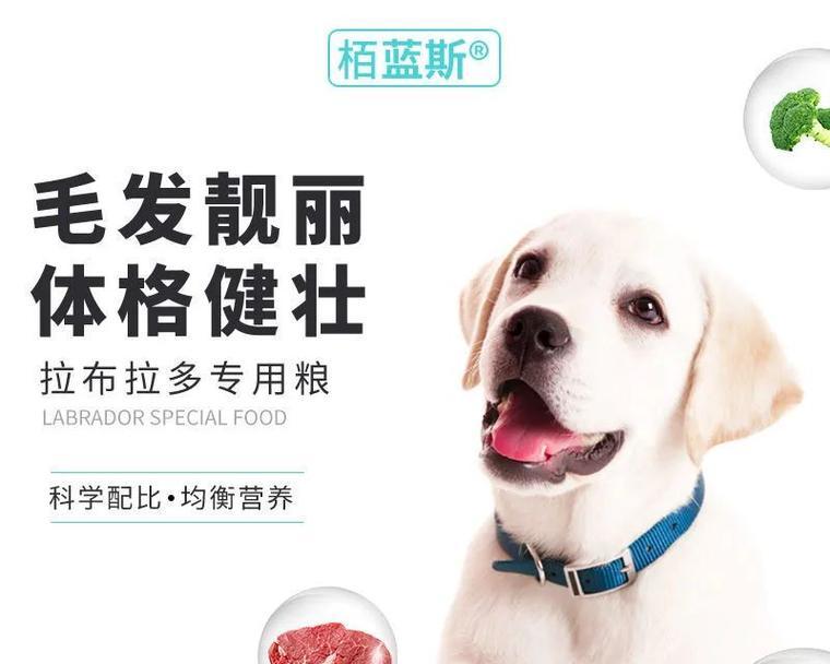成年拉布拉多饮食指南｜科学喂养健康均衡营养(图1)