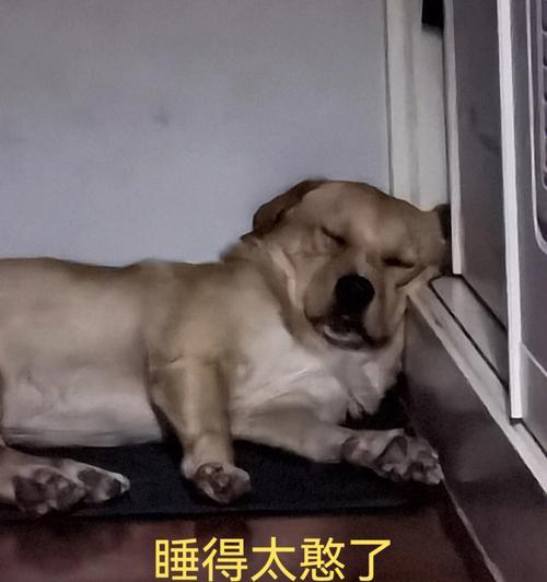 如何安全为狗狗选择睡眠药物｜狗狗入睡辅助指南(图2)