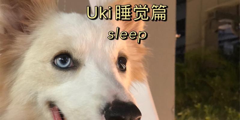 如何安全为狗狗选择睡眠药物｜狗狗入睡辅助指南(图3)