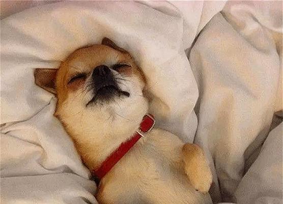 如何安全为狗狗选择睡眠药物｜狗狗入睡辅助指南