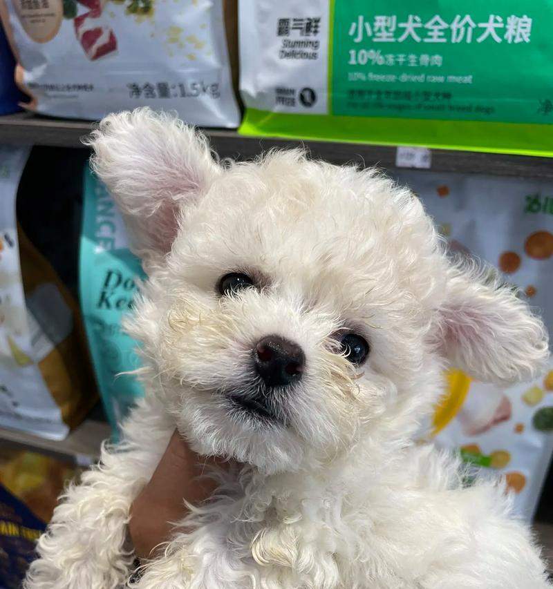 狗狗飞耳的奥秘|揭秘耳朵结构与功能全攻略(图2) 狗狗飞耳的奥秘|揭秘耳朵结构与功能全攻略(图2)