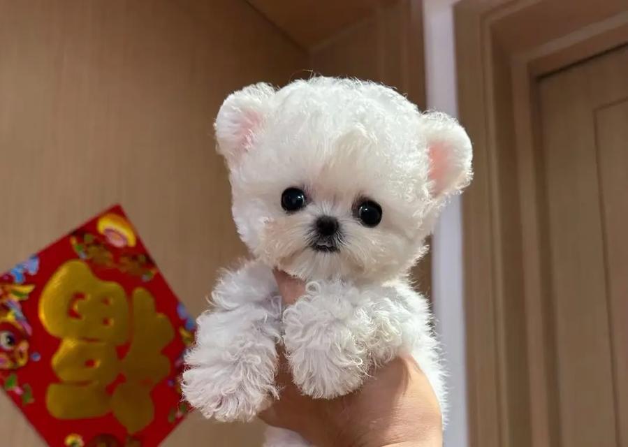 狗狗飞耳的奥秘|揭秘耳朵结构与功能全攻略(图3) 狗狗飞耳的奥秘|揭秘耳朵结构与功能全攻略(图3)