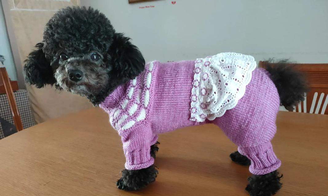 狗狗飞耳的奥秘｜揭秘耳朵结构与功能全攻略