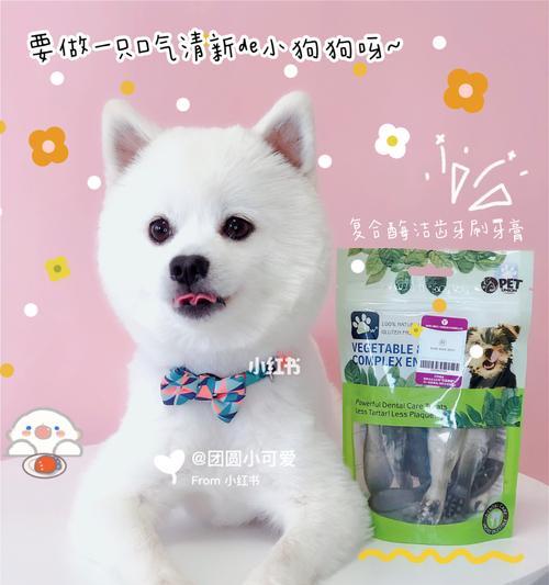 博美牙齿发黄口臭原因及解决方法｜宠物口腔健康全攻略