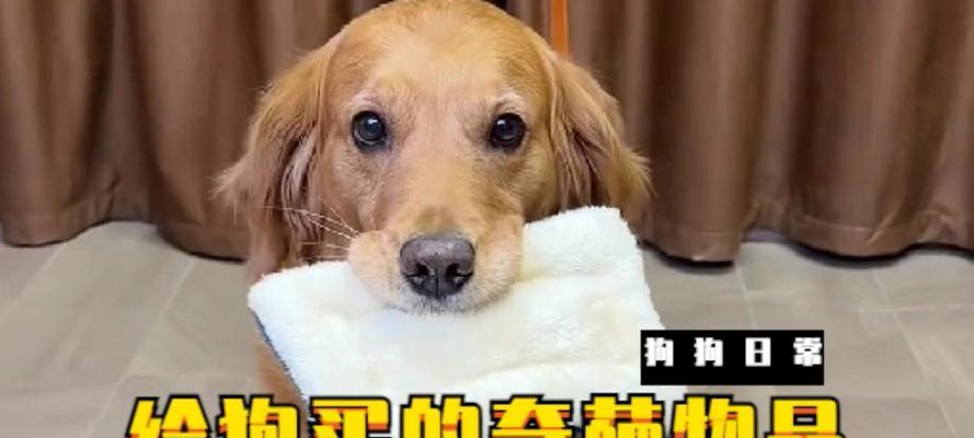 何时买狗最合适|实用指南助你做出明智选择(图1) 何时买狗最合适|实用指南助你做出明智选择(图1)