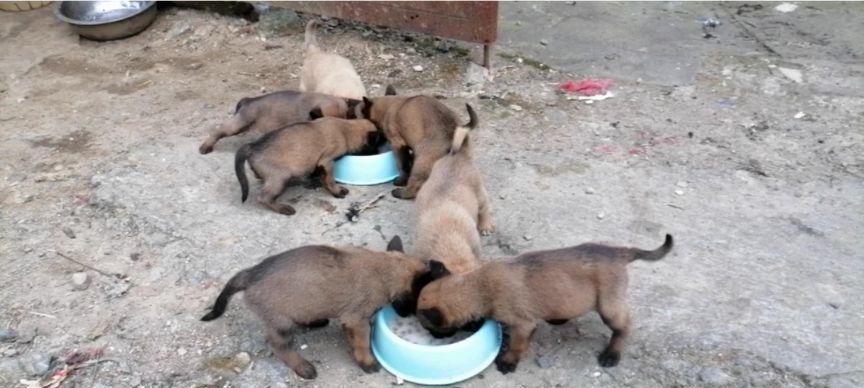小马犬饮食禁忌全攻略｜切勿喂食的15种危险食物(图2)