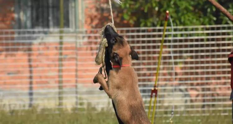 小马犬饮食禁忌全攻略｜切勿喂食的15种危险食物(图1)