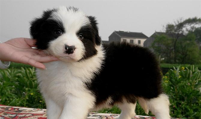 何时买狗最合适|实用指南助你做出明智选择(图3) 何时买狗最合适|实用指南助你做出明智选择(图3)