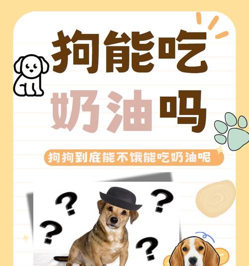 母狗产后饮食需求全攻略｜科学喂养助恢复