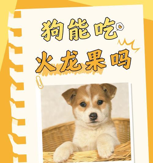 母狗产后饮食需求全攻略｜科学喂养助恢复(图3)