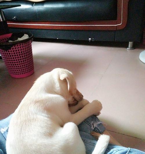 狗狗的理想玩伴推荐｜实用指南