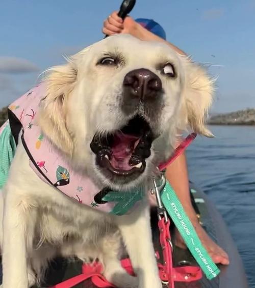 狗狗的理想玩伴推荐｜实用指南(图3)