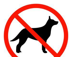 狗流红色眼泪的原因及治疗全攻略｜宠物眼部健康指南(图1)