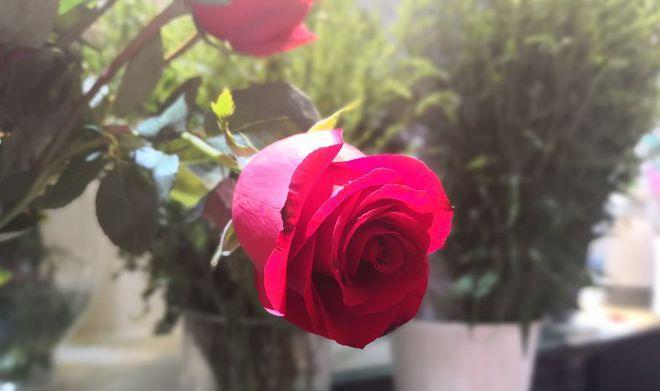 狗流红色眼泪的原因及治疗全攻略｜宠物眼部健康指南(图3)