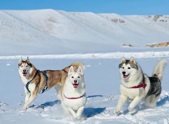 狗狗的理想玩伴推荐｜实用指南(图2)