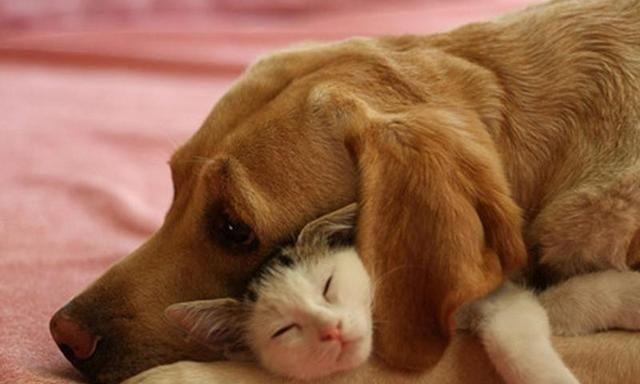 狗为什么喜欢追猫｜探究其行为背后的本能与原因(图2)