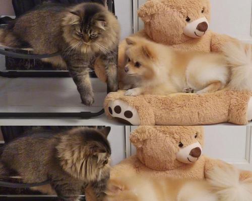 狗为什么喜欢追猫｜探究其行为背后的本能与原因(图3)