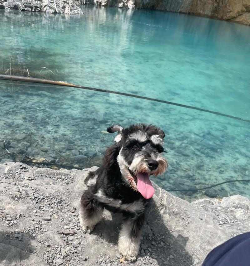 南京适合养什么样的狗｜宠物狗选择实用指南