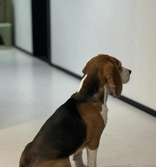 南京适合养什么样的狗｜宠物狗选择实用指南(图2)