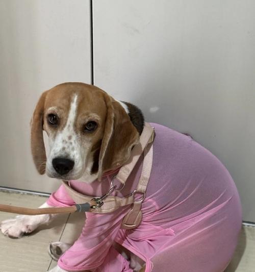 南京适合养什么样的狗｜宠物狗选择实用指南(图3)