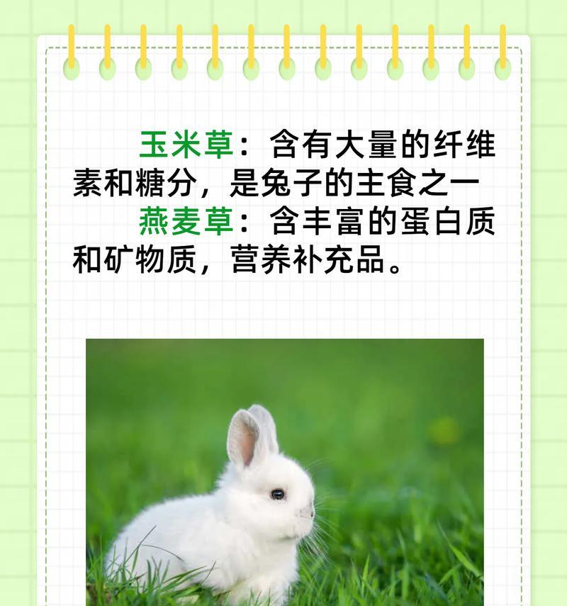 两个月大垂耳兔饮食指南｜科学喂养全攻略(图3)