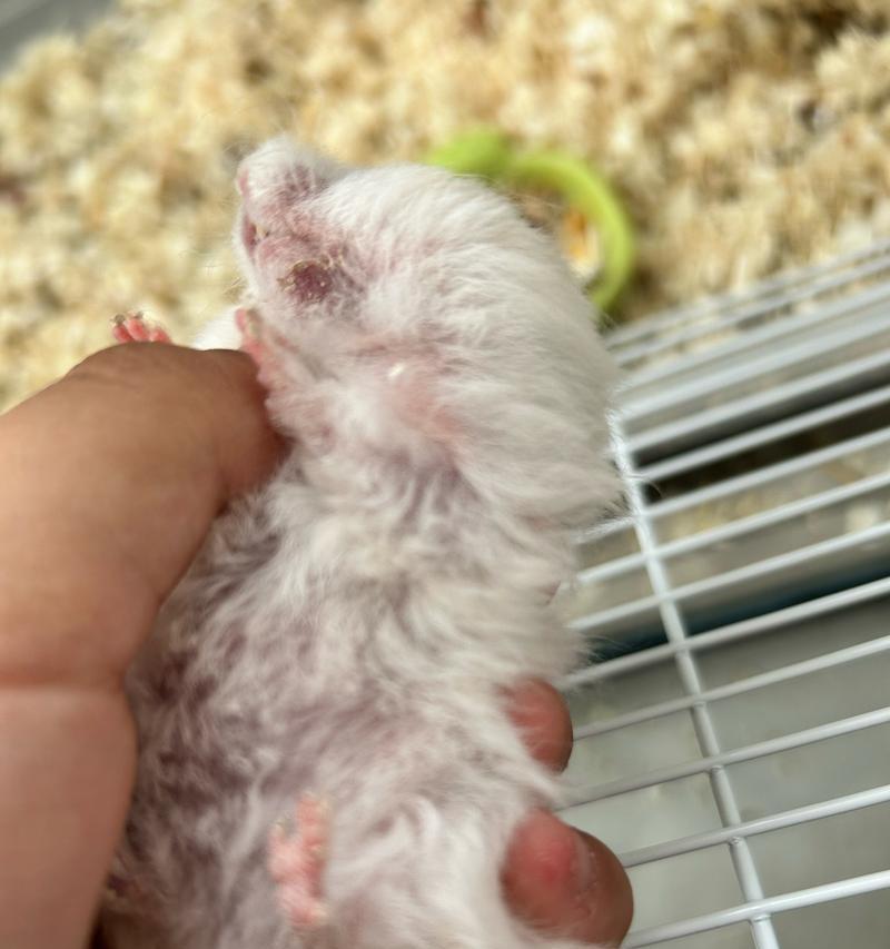 仓鼠生病了怎么办｜药物治疗实用指南(图2)