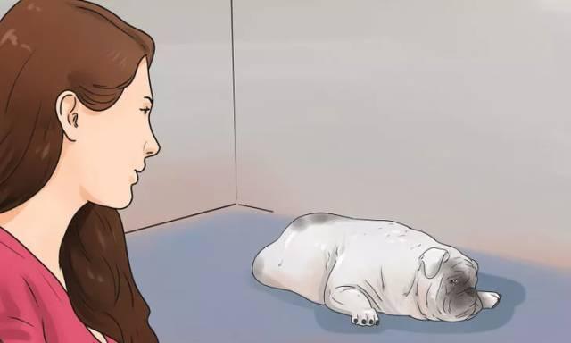 宠物价格高昂的原因及价值全攻略｜养宠成本解析(图2)