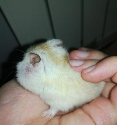 仓鼠生病了怎么办｜药物治疗实用指南