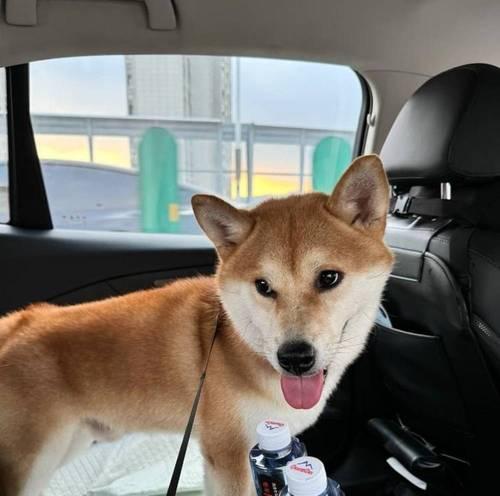 宠物价格高昂的原因及价值全攻略｜养宠成本解析(图3)