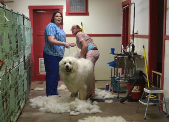 宠物价格高昂的原因及价值全攻略｜养宠成本解析(图1)