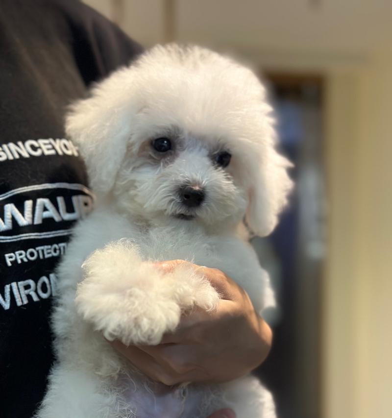 两个月大比熊喂养指南｜科学饮食助力健康成长