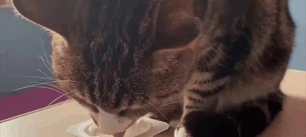 小猫饮食偏好全攻略｜了解猫咪最爱食物与营养需求(图2)