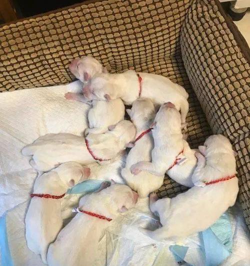 狗狗窝尿频现象及处理方法|宠物健康实用指南(图2) 狗狗窝尿频现象及处理方法|宠物健康实用指南(图2)