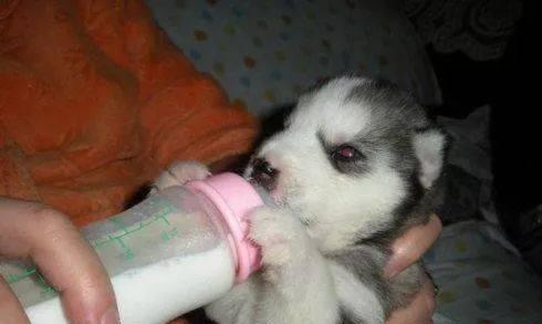 狗狗窝尿频现象及处理方法|宠物健康实用指南(图3) 狗狗窝尿频现象及处理方法|宠物健康实用指南(图3)