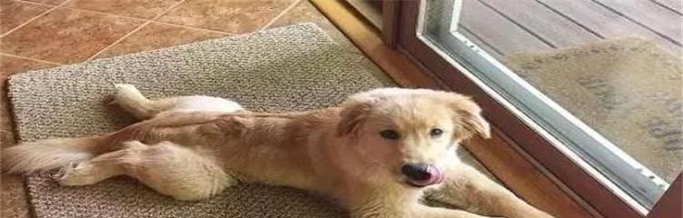 狗狗窝尿频现象及处理方法｜宠物健康实用指南