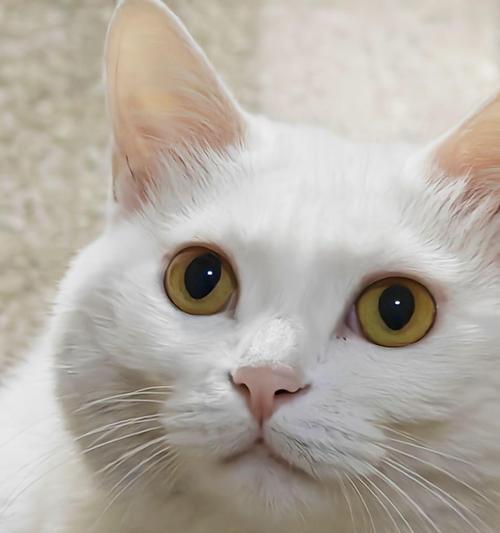 猫咪眼睛发亮的奥秘｜科学解析夜视与情感表达全攻略(图2)