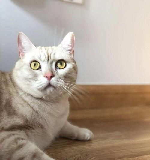 猫咪眼睛发亮的奥秘｜科学解析夜视与情感表达全攻略(图3)