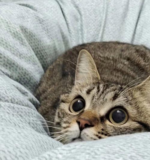 猫咪眼睛发亮的奥秘｜科学解析夜视与情感表达全攻略
