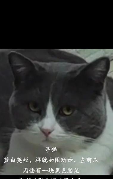 公猫起名全攻略｜霸气名字推荐与个性匹配指南(图2)