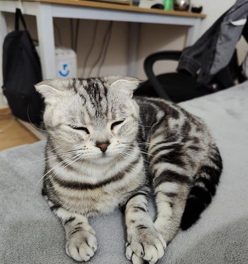 公猫起名全攻略｜霸气名字推荐与个性匹配指南